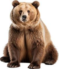 Obraz premium Russian bear isolated on transparent background