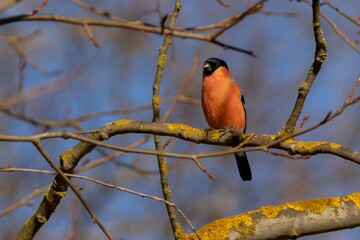  Common Rosefinch on a tree