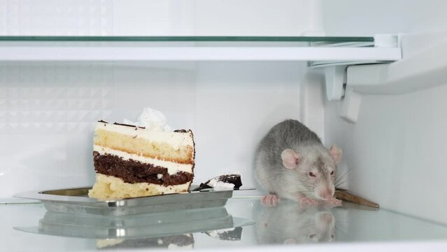A gray rat sits on the shelf of an open refrigerator next to the cake. Rodent washes itself