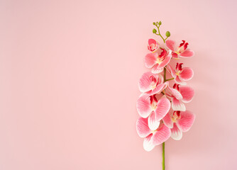 Spring and summer composition made with pink orchid flower on pink background with copy space....
