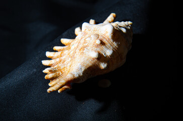 sea shell on black