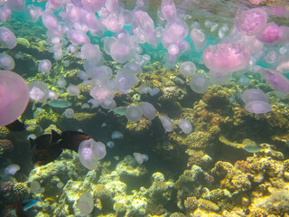 Jellyfish in the coral reef of the Red Sea