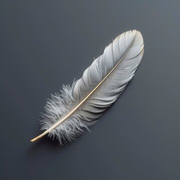 Bird Wing Feather Resting On Gray On White Background, Illustrations Images