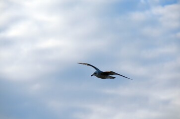 Obraz premium Seagul soaring over Dun Laoghaire Harbour with a clear blue sky in the background, Dublin, Ireland