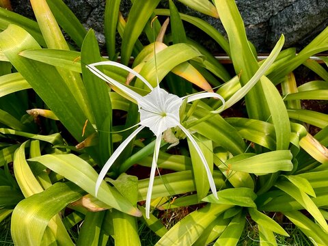 Amarilys flower or bunga bakung or hymenocallis caroliniana with green leaf background, planting in the garden.