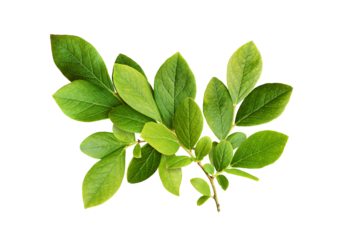 Green leaves of blueberry isolated on white or transparent background
