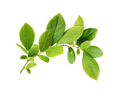 Fototapeta Green leaves of blueberry isolated on white or transparent background