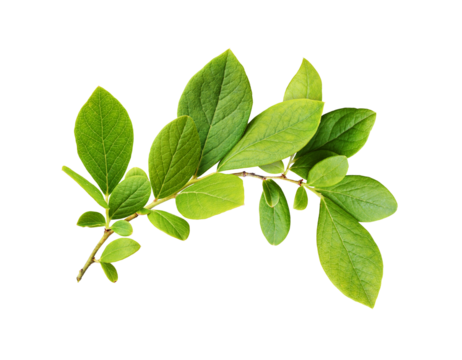 Green leaves of blueberry isolated on white or transparent background