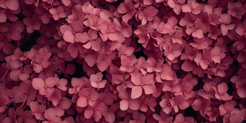 Obraz premium Background of Hydrangea flowers blossom