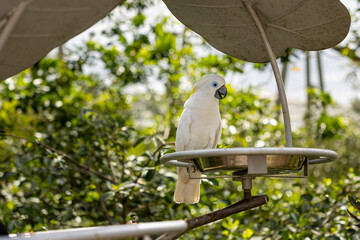 White Cockatoo eating food