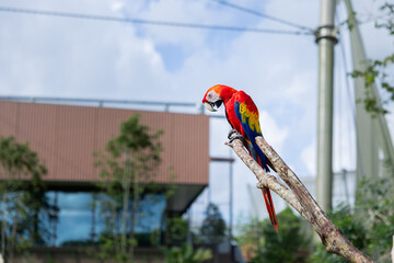 Scarlet Macaw standing on tree branch