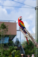 Scarlet Macaw standing on branch