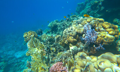 Amazing  coral reef and fish