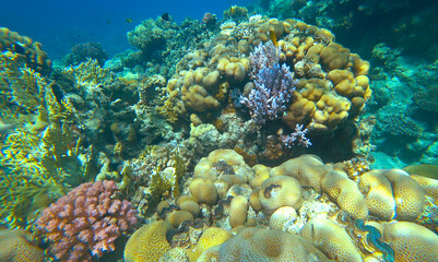 Amazing  coral reef and fish
