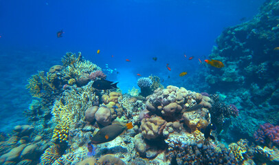Obraz na płótnie Canvas Amazing coral reef and fish