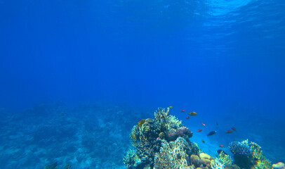 Amazing  coral reef and fish - 724557685