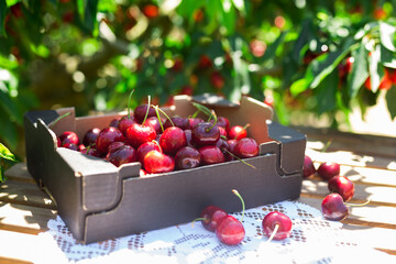 Ripe juicy cherries in black cardboard box on table in garden cherry trees