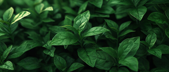 Lush green leaves offer a texture-rich backdrop, symbolizing growth and the tranquil beauty of nature