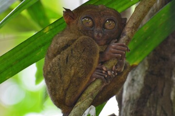 Portrait of a philippine tarsier, Bohol island