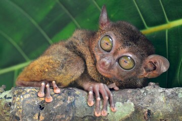 Portrait of a philippine tarsier, Bohol island