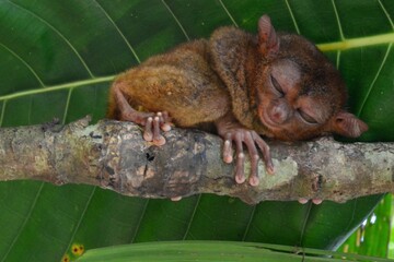 Sleeping tarsier, perched on a branch, Bohol island