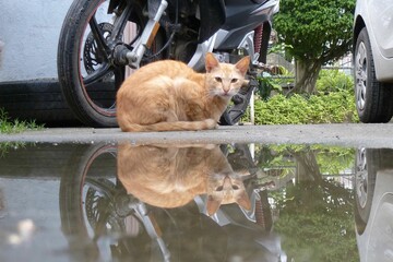 A red domestic cat is taking a pause in front of a puddle