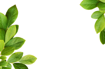 Green leaves of blueberry in a corner arrangements isolated on white or transparent background