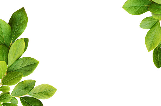 Fototapeta Green leaves of blueberry in a corner arrangements isolated on white or transparent background