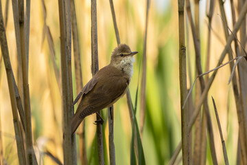 Great Gull in the reeds