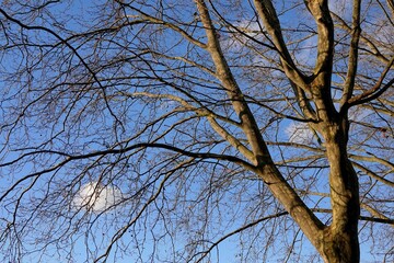 Arbre sans feuille en hiver par temps bleu ensoleillé