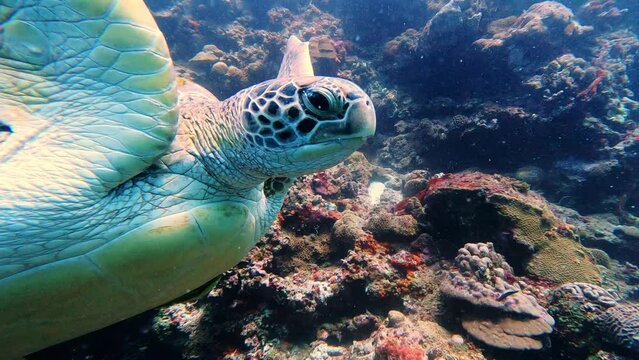 Moalboal, Philippines: Underwater footage of a green sea turtle on the reef of the pescador island in Moalboal in the Cebu island in the Visayas in the central Philippines
