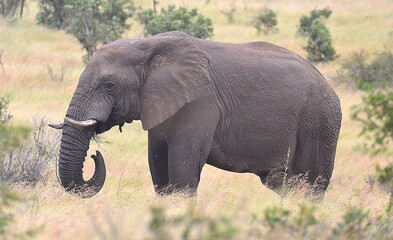 Obraz premium Peaceful Elephant