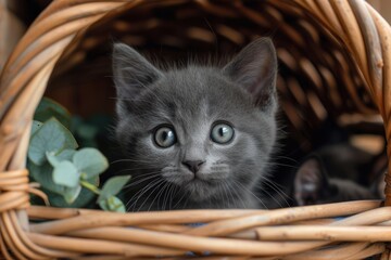 the_grey_kitten_looks_out_of_the_wicker_bask