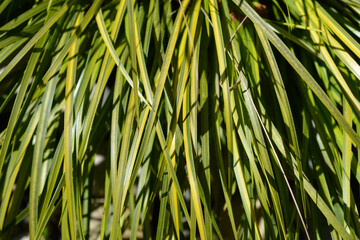 Golden variegated Sweet Flag Aureovariegatus leaves