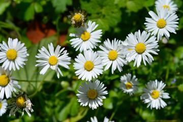 Common daisy flowers
