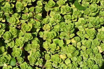Two-row stonecrop leaves