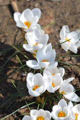 Snow Crocus Ard Schenk flowers