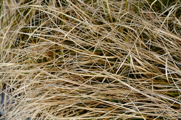 Prickly sedge dry leaves
