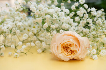 Beautiful oldrose color of rose and white gypsophila flower around on soft yellow plate , selective fucus
