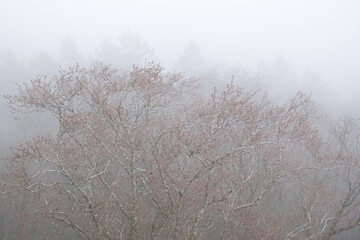 Thick fog or mist  over bare forest trees. Gloomy cloudy winter day, flat light, low contrast, no people