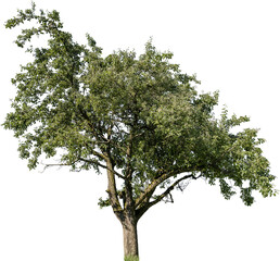 Grosser Apfelbaum mit kleinen grünen Äpfeln