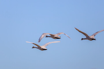 Fototapeta premium 早朝、ねぐらから一斉に飛び立つ美しいオオハクチョウ（ガンカモ科）の群れ。日本国栃木県栃木市、渡良瀬遊水地にて。 ラムサール条約登録地。 2024年1月27日撮影。A flock of beautiful whooper swans (Cygnus cygnus, family comprising Anatidae) flying simultaneously from their roo