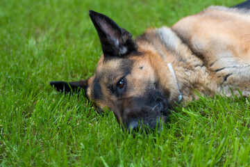 Dog in the field