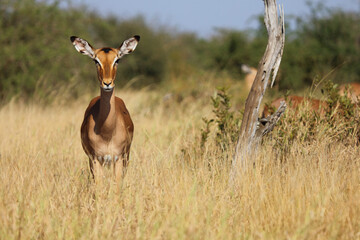 Schwarzfersenantilope / Impala / Aepyceros melampus