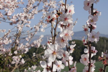 almond trees in bloom, with the detail of the flowers and their beautiful blossoms against the blue background of the sky. 