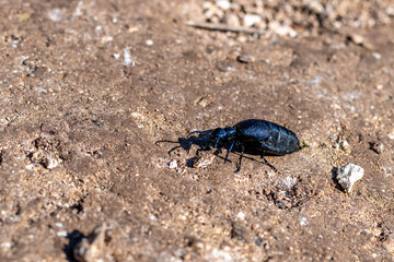 Large, dark metallic blue insect Meloe angusticollis commonly known as short-winged blister beetle or oil beetle on a dirt road.
