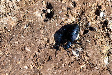 Large, dark metallic blue insect Meloe angusticollis commonly known as short-winged blister beetle or oil beetle on a dirt road.
