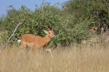 Schwarzfersenantilope / Impala / Aepyceros melampus