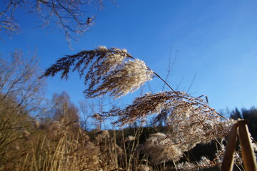 Obraz premium Winter in Attchenbach - Schilf im Wind