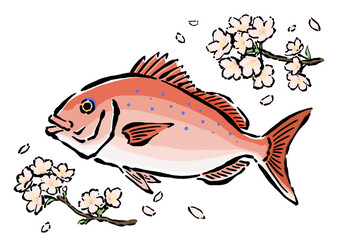 桜鯛とサクラの手書きイラスト素材　春のイメージ